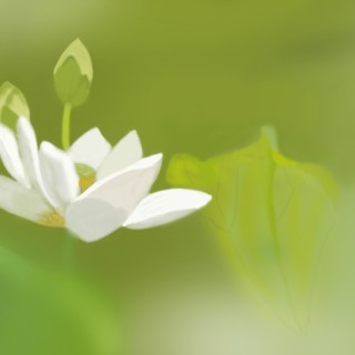 很多的花白色荷花 小清新护眼壁纸-墨鱼部落格.jpg