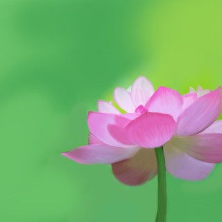 很多的花手绘荷花 护眼 清新 电脑壁纸-墨鱼部落格.jpg