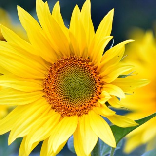 很多的花向日葵 鲜花 高清 桌面壁纸-墨鱼部落格.jpg