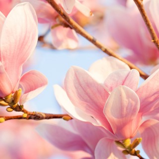 很多的花玉兰花壁纸-墨鱼部落格.jpg