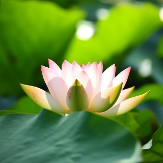 很多的花漂亮荷花 ai绘画 桌面壁纸-墨鱼部落格.jpg