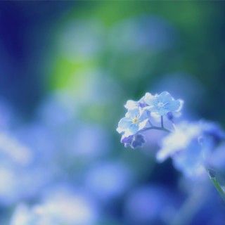 很多的花蓝色勿忘我桌面壁纸-墨鱼部落格.jpg