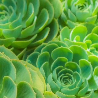 很多的花绿色多肉电脑壁纸高清护眼-墨鱼部落格.jpg