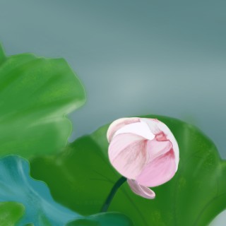 很多的花粉色荷花苞 清新 护眼 绿色荷叶 高清壁纸-墨鱼部落格.jpg